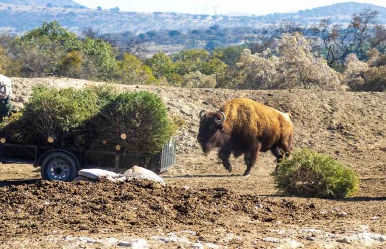 Inicia la Campaña Verde Navidad: Así puedes reciclar tu árbol navideño en Africam