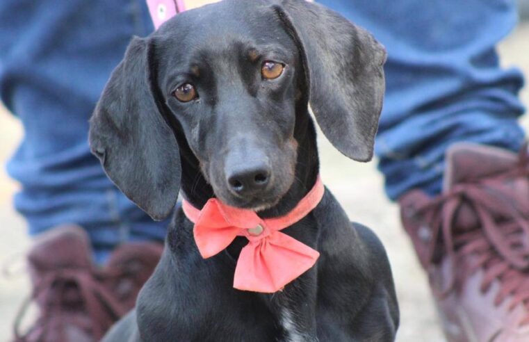 Cuida a tus mascotas de las bajas temperaturas en Puebla con estas recomendaciones