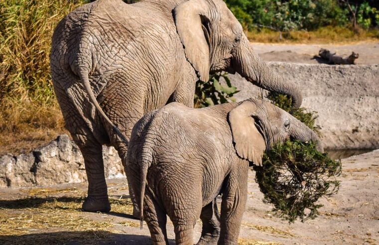 Concluye con éxito la campaña Verde Navidad, en coordinación con Africam Safari y el Gobierno de Pepe Chedraui