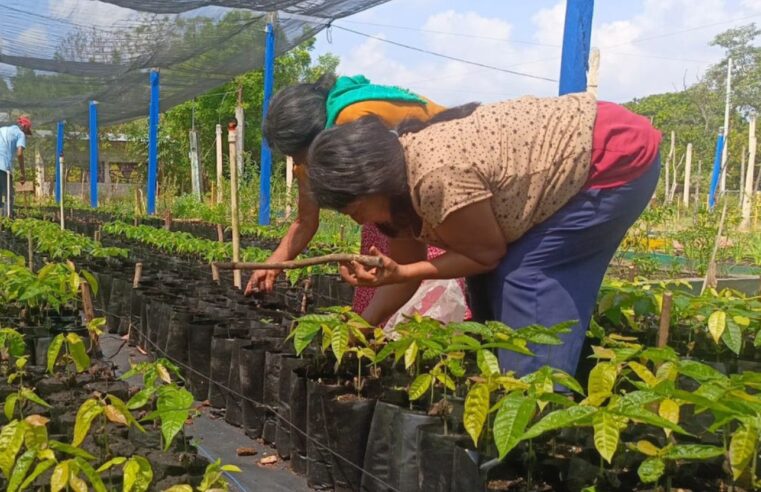 Inician campesinos de Sembrando Vida siembra de cerca de 300 millones de plantas para recuperar ecosistemas del país