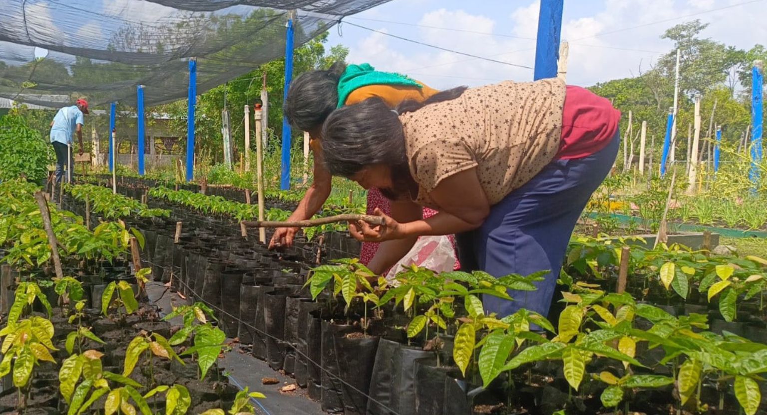 Inician campesinos de Sembrando Vida siembra de cerca de 300 millones de plantas para recuperar ecosistemas del país
