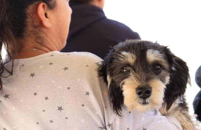 Invita gobierno de Pepe Chedraui a «Jornadas de Adopción de Gatitos y Perritos»