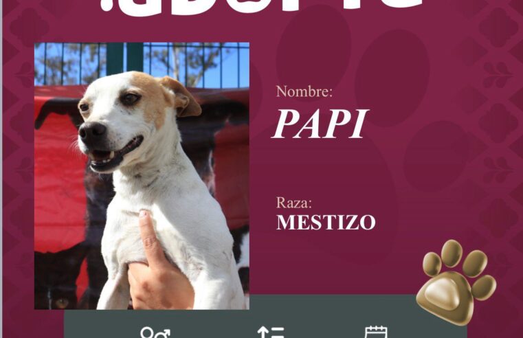 Impulsa Pepe Chedraui la adopción responsable de perritos