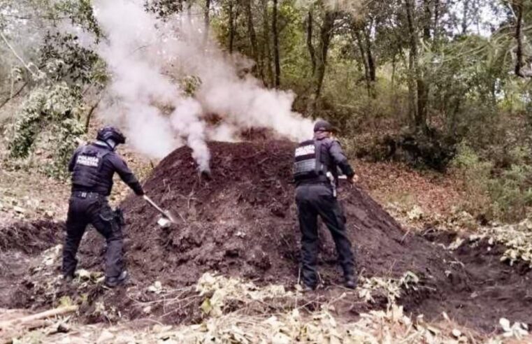 Policía Forestal destruye 11 hornos clandestinos para deshidratar madera
