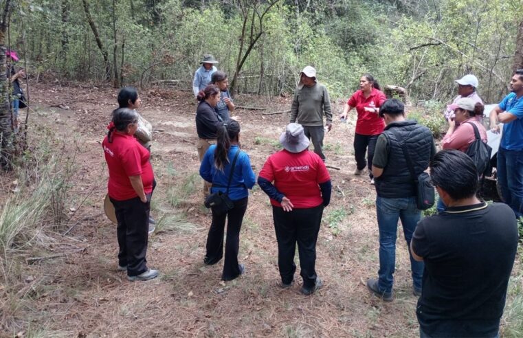 Vigilancia permanente en La Malinche controla la presencia del insecto descortezador