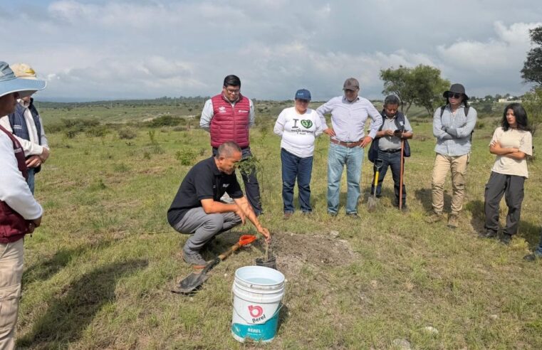 Avanza Gobierno de Pepe Chedraui en la reforestación con la plantación de más de 9 mil árboles