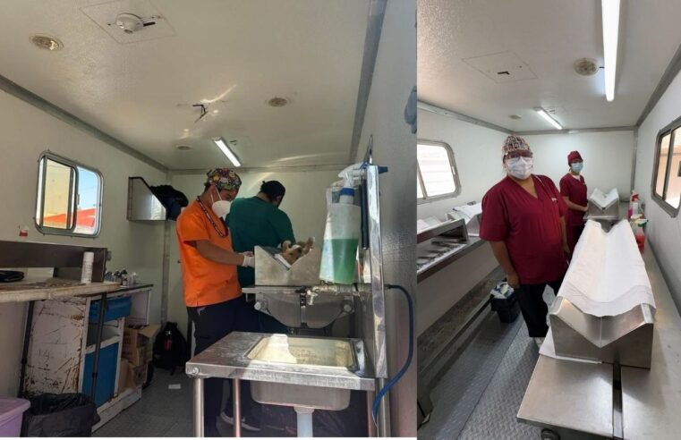 Fortalecer el bienestar animal con más de 18 mil esterilizaciones gratuitas en Puebla