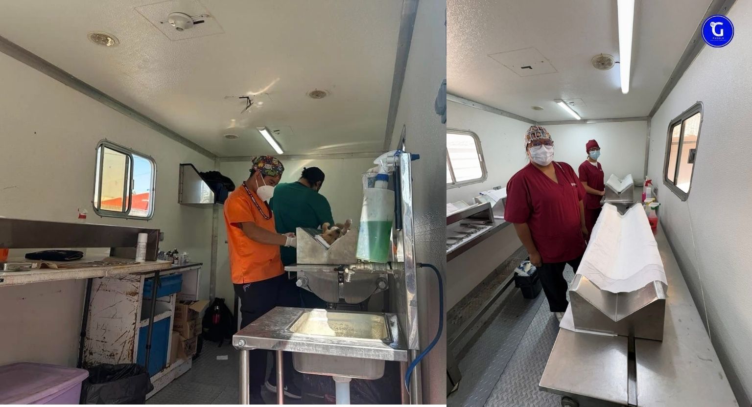Fortalecer el bienestar animal con más de 18 mil esterilizaciones gratuitas en Puebla