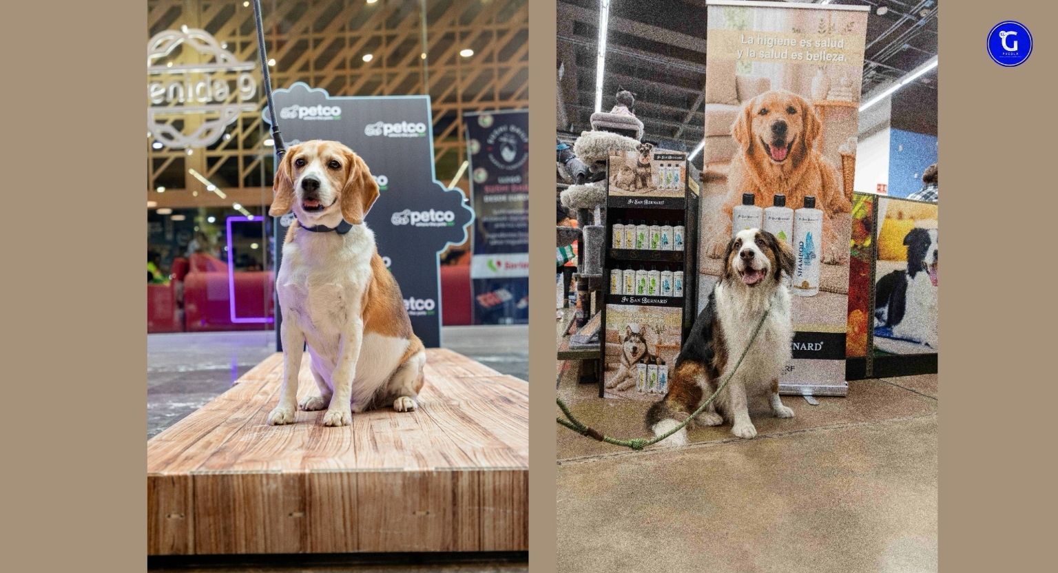 Petco México impulsa el segmento premium con la incorporación de nuevas marcas especializadas en el cuidado y bienestar de las mascotas