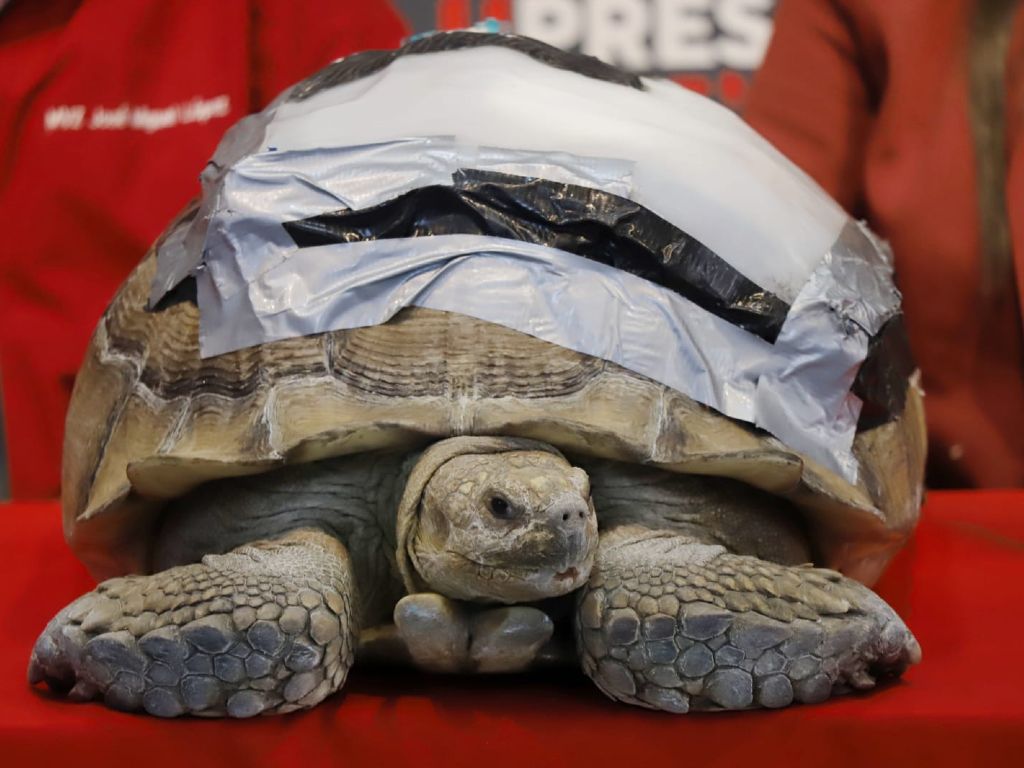¡Darwin tiene una nueva “armadura”! Tortuga de 45 kilos recibe prótesis biónica