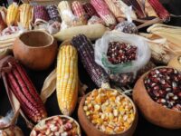 La Resurrección, sede de la cuarta edición de la Feria del Maíz