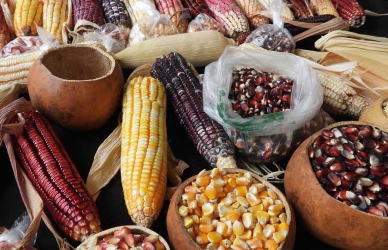 La Resurrección, sede de la cuarta edición de la Feria del Maíz