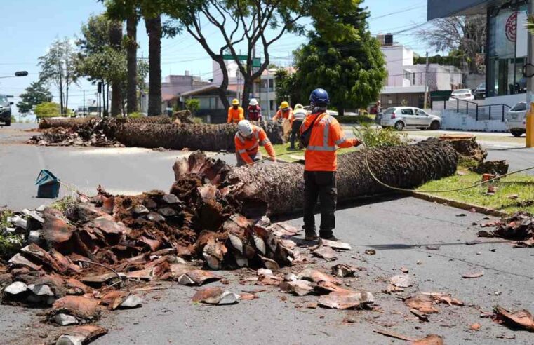 Realiza el Gobierno de la Ciudad colaboración con Africam Safari para dar segundo uso a troncos de palmeras retiradas