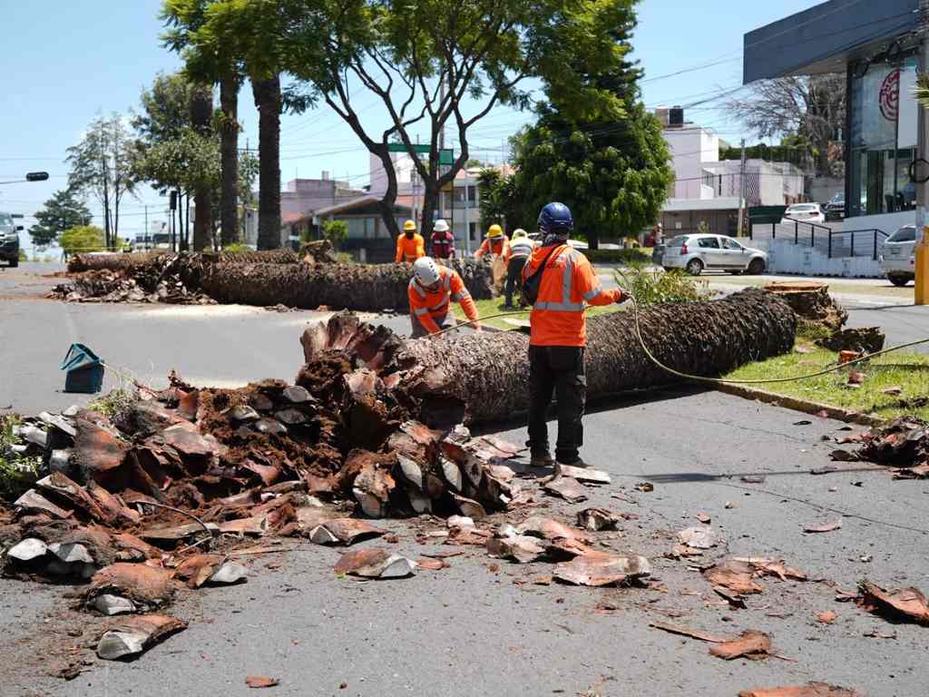 Realiza el Gobierno de la Ciudad colaboración con Africam Safari para dar segundo uso a troncos de palmeras retiradas