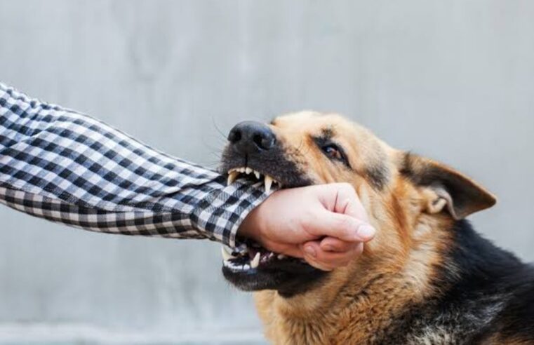 IMSS destaca importancia de recibir atención médica oportuna ante mordedura de animales