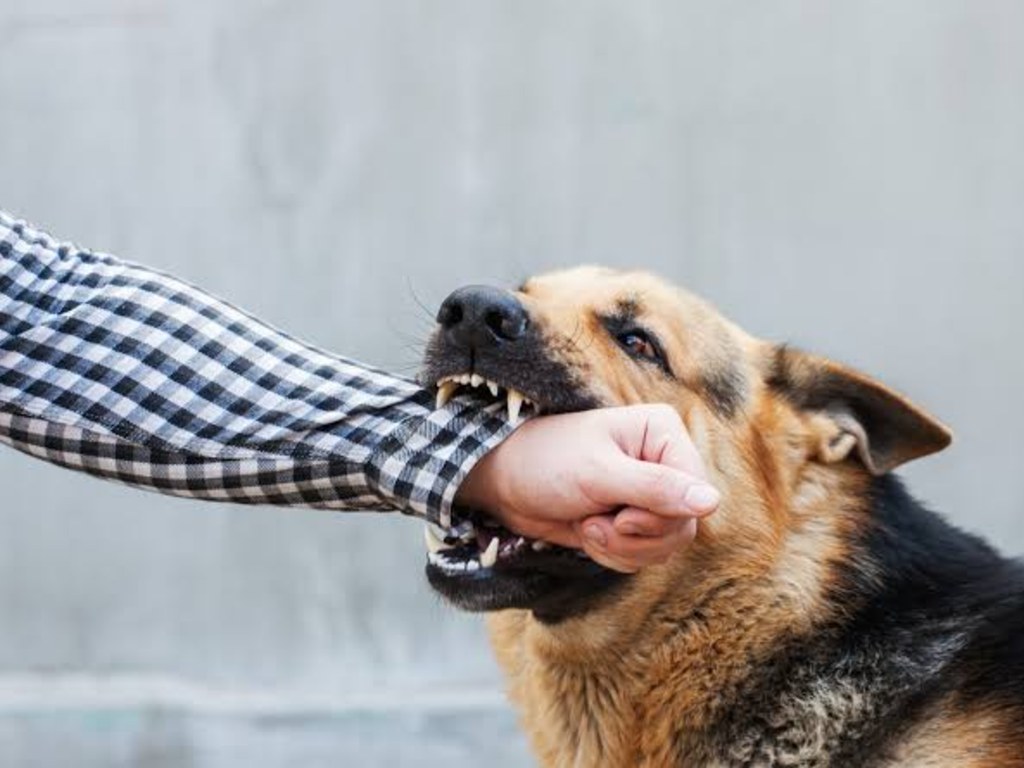 IMSS destaca importancia de recibir atención médica oportuna ante mordedura de animales