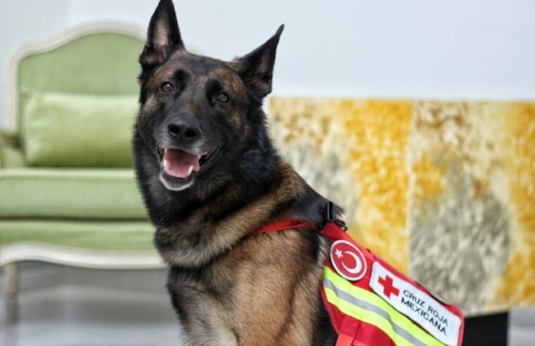 ¡Héroe de cuatro patas! Rex, el perro rescatista de Puebla que ayudó a salvar vidas en Turquía, se jubila