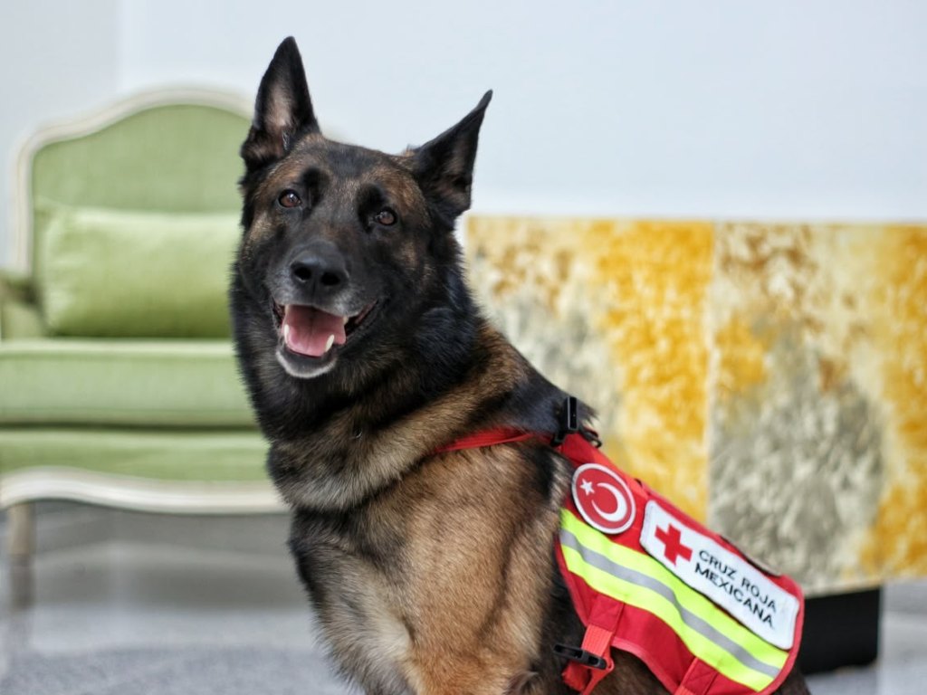 ¡Héroe de cuatro patas! Rex, el perro rescatista de Puebla que ayudó a salvar vidas en Turquía, se jubila