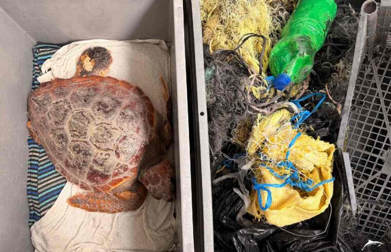 Atenas, la tortuga marina que perdió una aleta tras quedar atrapada con 3.5 kilos de redes