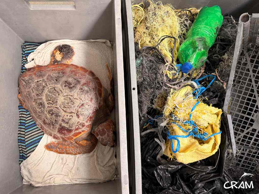 Atenas, la tortuga marina que perdió una aleta tras quedar atrapada con 3.5 kilos de redes
